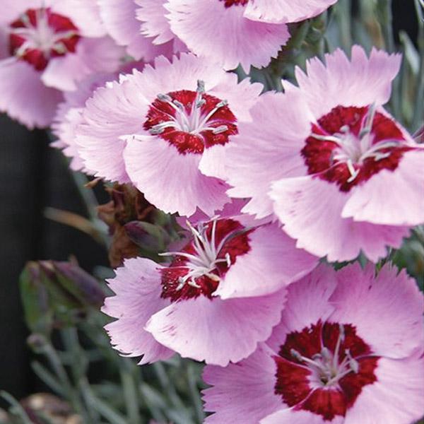 Dianthus Angel Of Peace Pvr - 1.3L