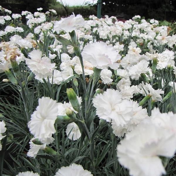Dianthus Angel Of Purity - 1.5L