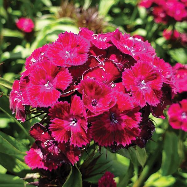 Dianthus Dash Violet - 14cm