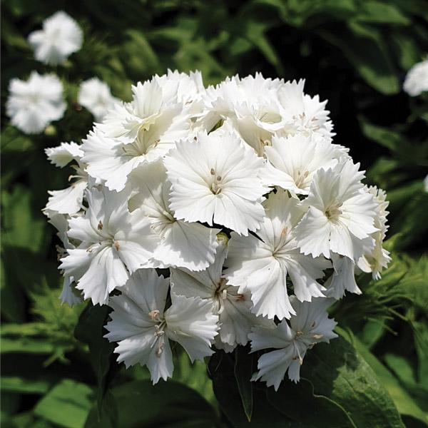 Dianthus White Flower Punnet