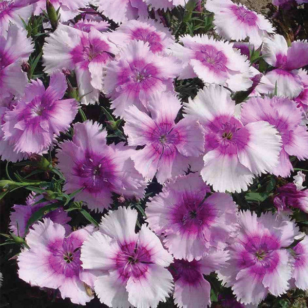 Dianthus Diana Lavender Picotee