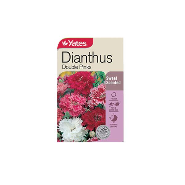 Dianthus Double Pinks