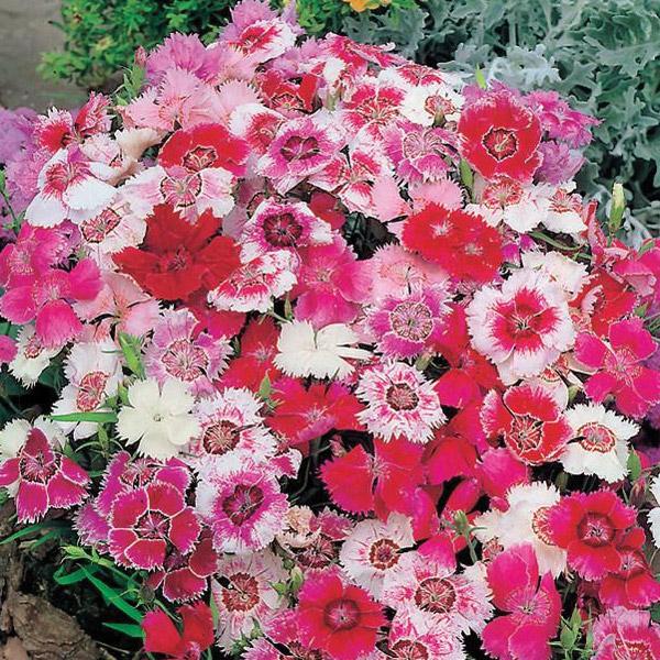 Dianthus Double Pinks