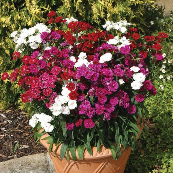 Dianthus Mix Flower Punnet