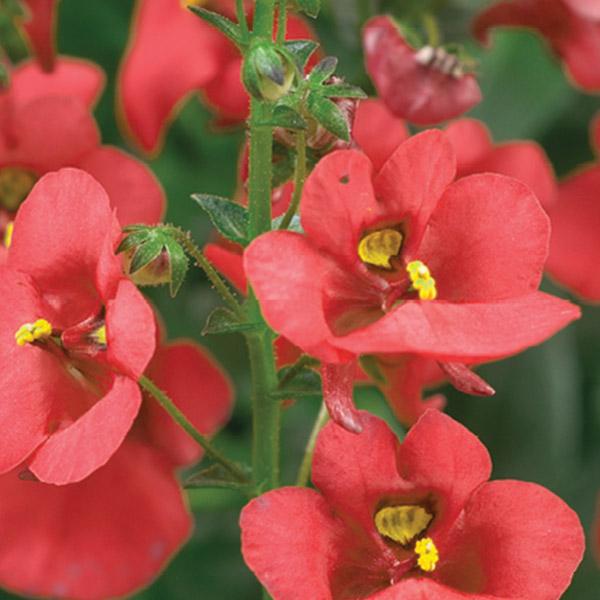 Diascia Barberae Genta Ruby - 1.5L