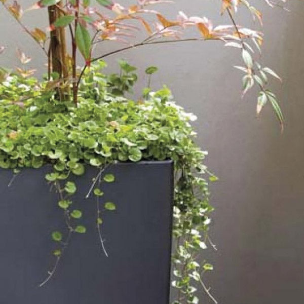 Dichondra Lawn Flower Punnet
