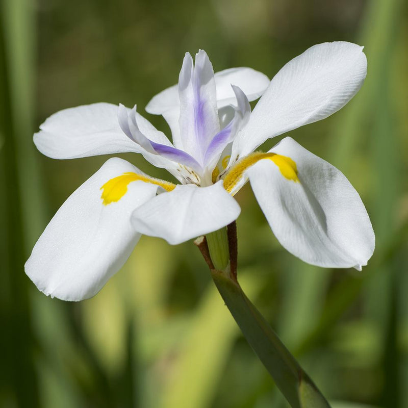 Dietes Grandiflora - 2.5L