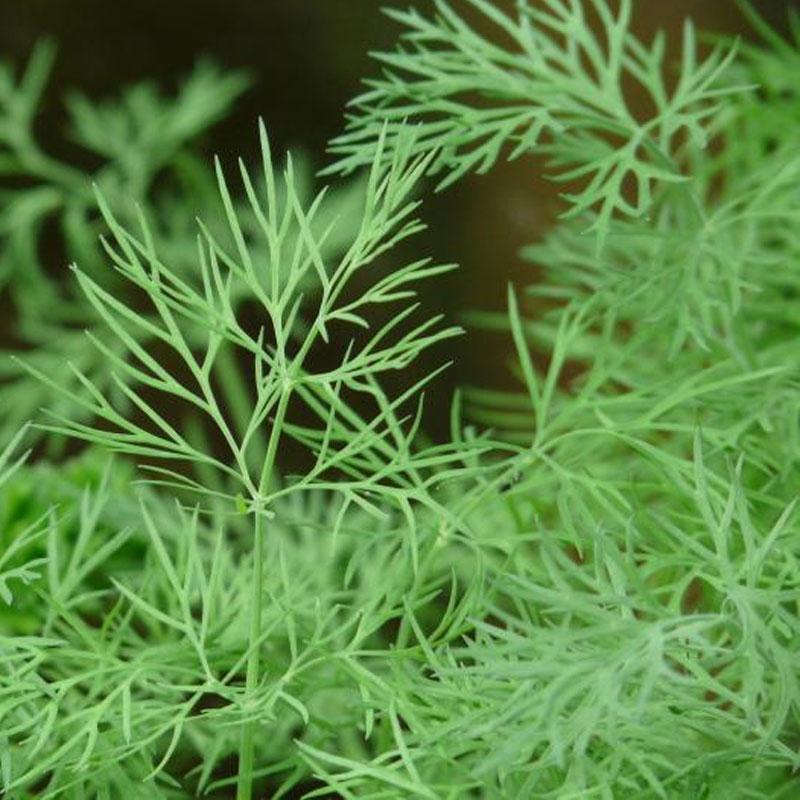 Dill - 10CM