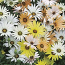 Dimorpotheca Limpopo Mixed Seed