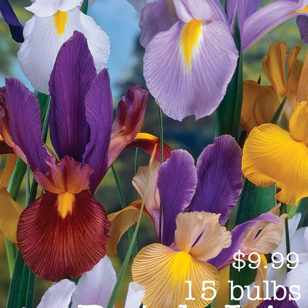 Iris bulbs outlet