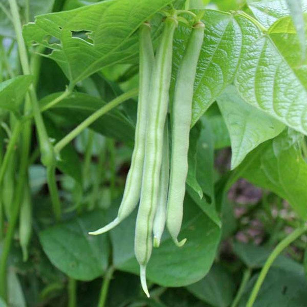 Dwarf Bean Vegetable Punnet