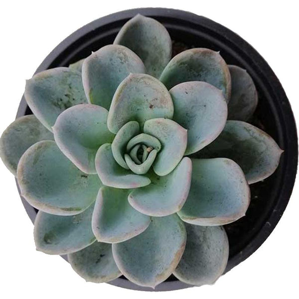 Echeveria Orepetti - 2.4L