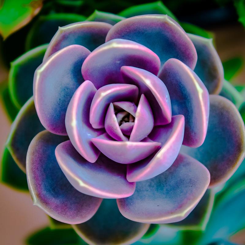 Echeveria Perle Von Nuremberg - 2.4L