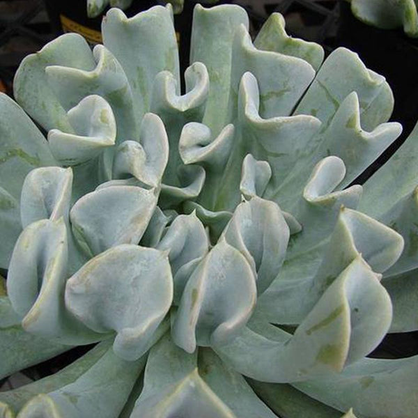 Echeveria Topsy Turvy - 2.4L