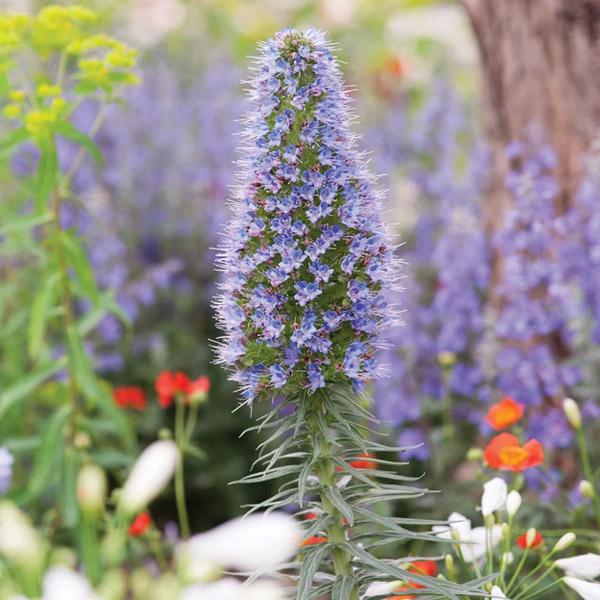 Echium Fastuosum - 2.4L