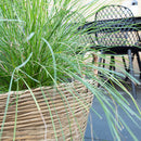 Elimina Oval Pot - XLarge