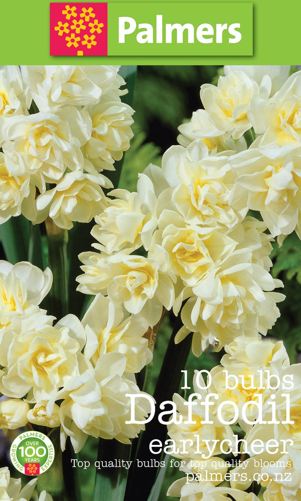Palmers Daffodil Earlycheer Bulbs - 10PK