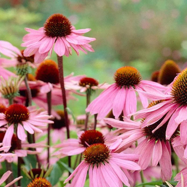 Echinacea - 10CM