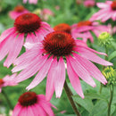 Echinacea