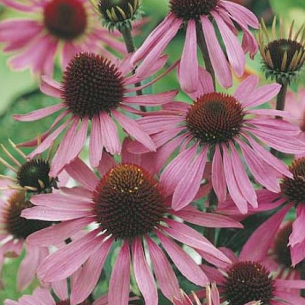 Echinacea Purple Cone Flower Seed