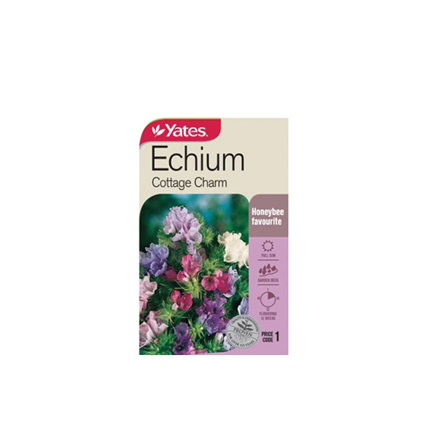Echium Cottage Charm