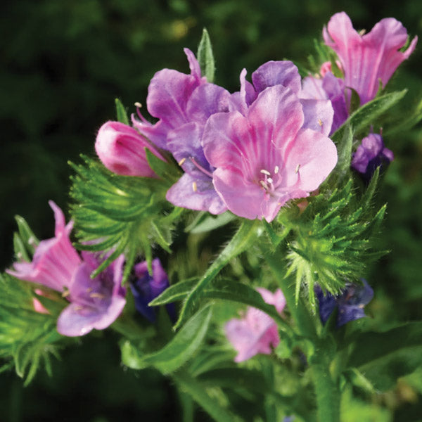 Echium Cottage Garden Flower Punnet