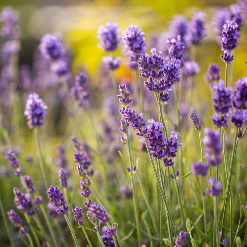 Lavender English  - 10CM