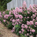 Escallonia Pink Elle - 2.5L