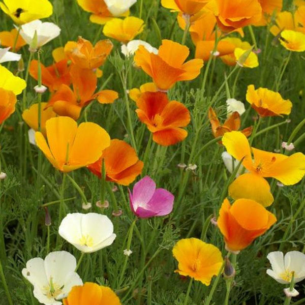 Eschscholzia Mix Flower Punnet