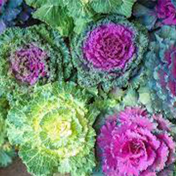 Flowering Kale Mix Flower Punnet