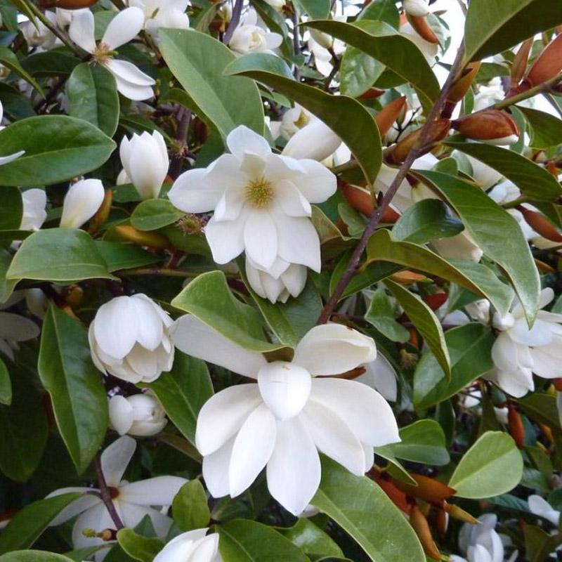 Magnolia Fairy Cream - 6L