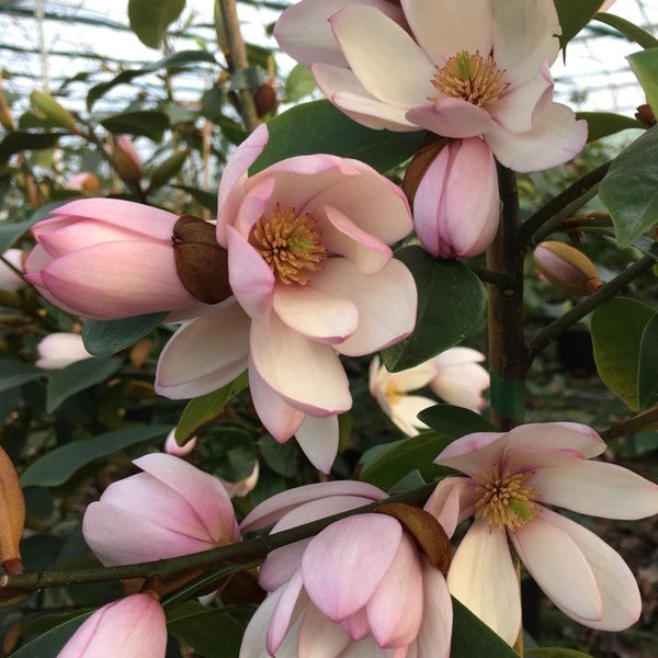 Magnolia Fairy Blush - 2.5L