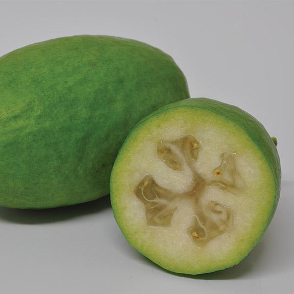 Feijoa Antoinette - 3L