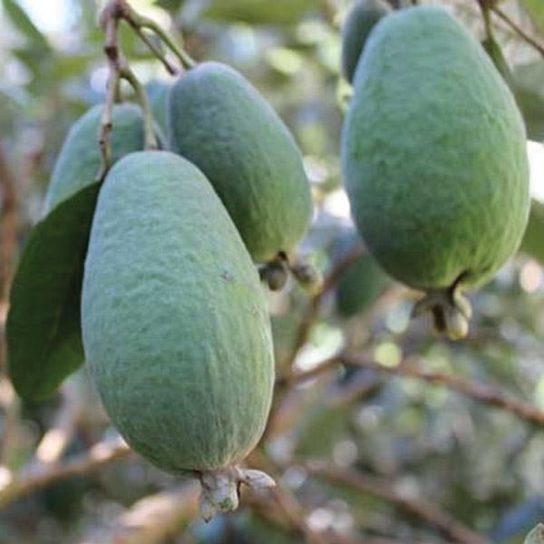 Feijoa Apollo - 3L