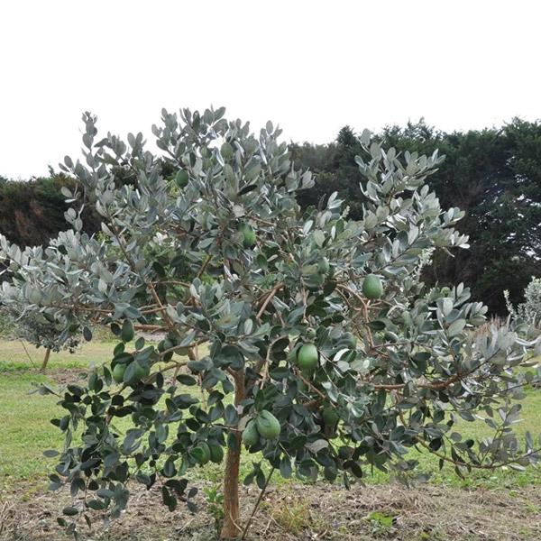 Feijoa Dens Choice - 3L