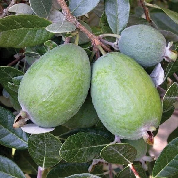 Feijoa Kakapo - 3L