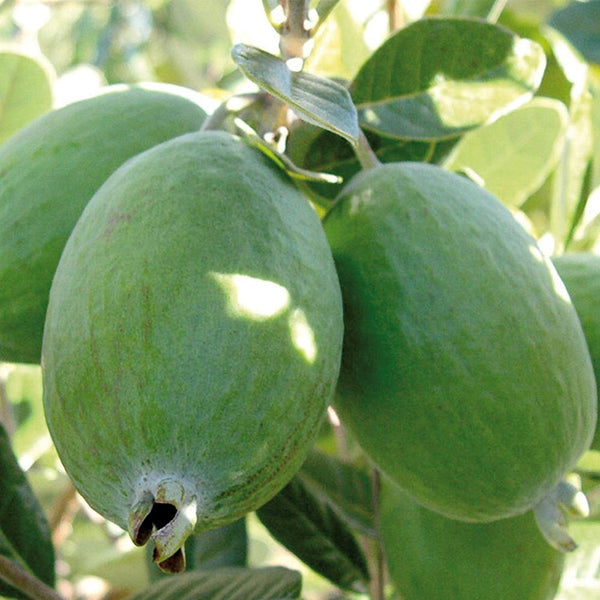 Feijoa Unique - 3L