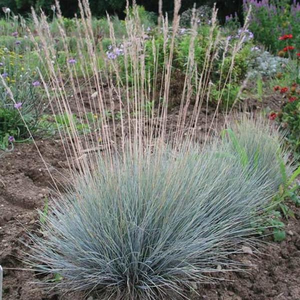 Festuca Glauca - 1.9L