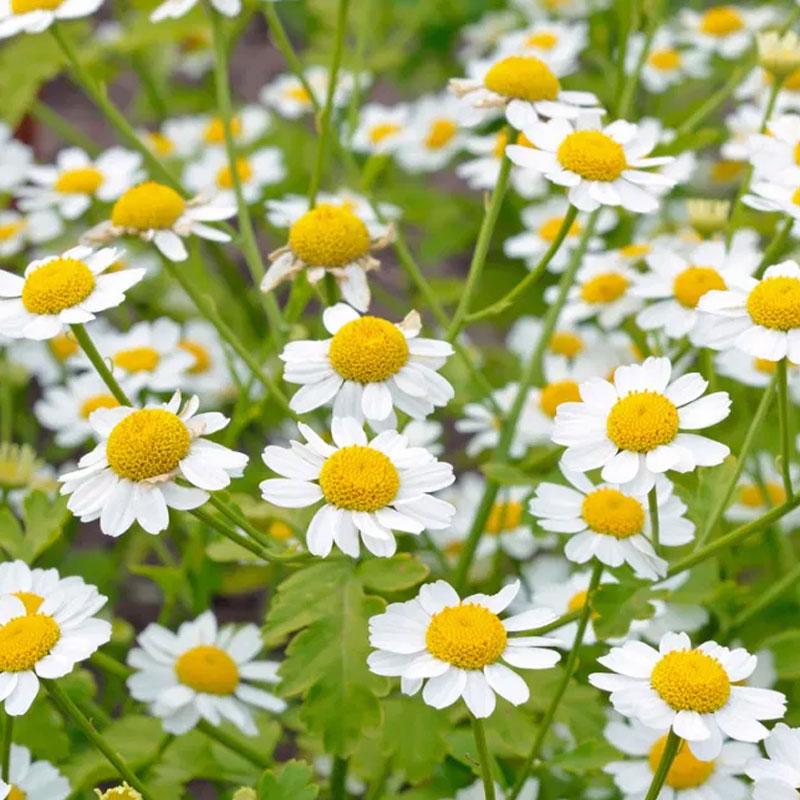 Feverfew  - 10CM