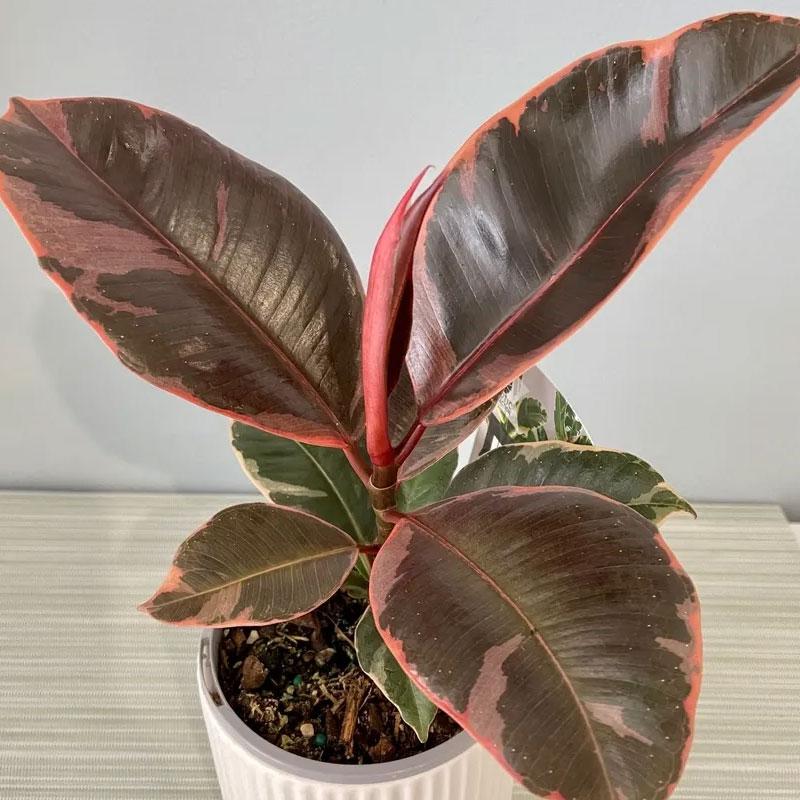 Ficus Ruby - 14CM