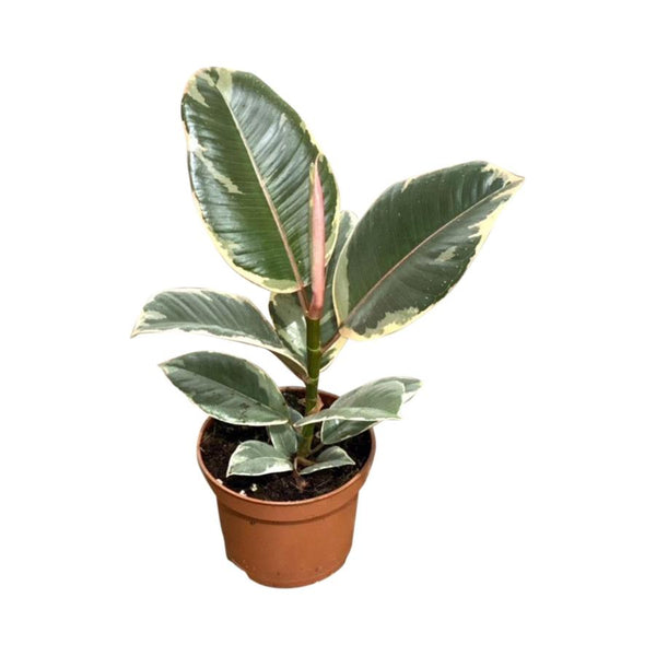 Ficus Tineke - 14CM