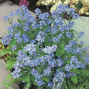 Forget Me Not Indigo Seed