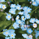 Forget-Me-Not Little Bluebird