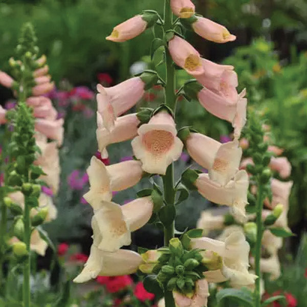 Foxglove Coral Chimes