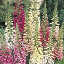 Foxglove Excelsior Hybrid Seed