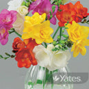 Freesia Giant Masterpiece