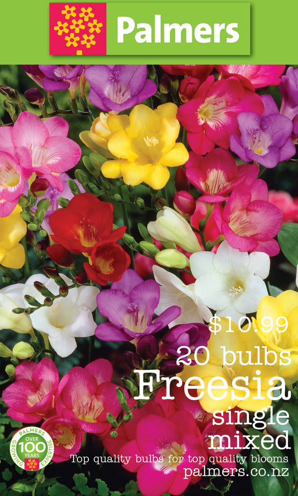 Palmers Freesia Fiesta Bulbs - 20PK