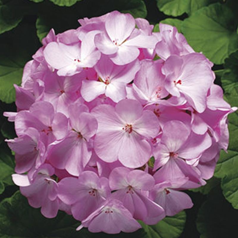 Geranium Ringo Geranium Ringo Lavender Flower Punnet