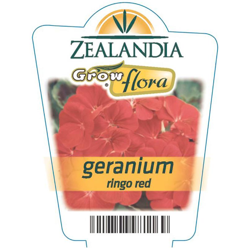 Geranium Ringo Red Flower Punnet