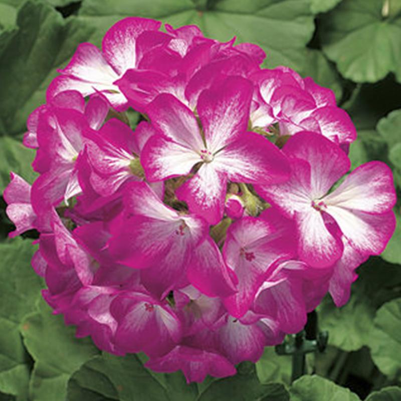 Geranium Ringo Rose Star Flower Punnet